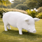 Cochon