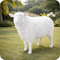 Mouton