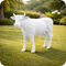 Vache