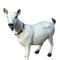 Chèvre 60cm