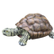 Tortue 110cm